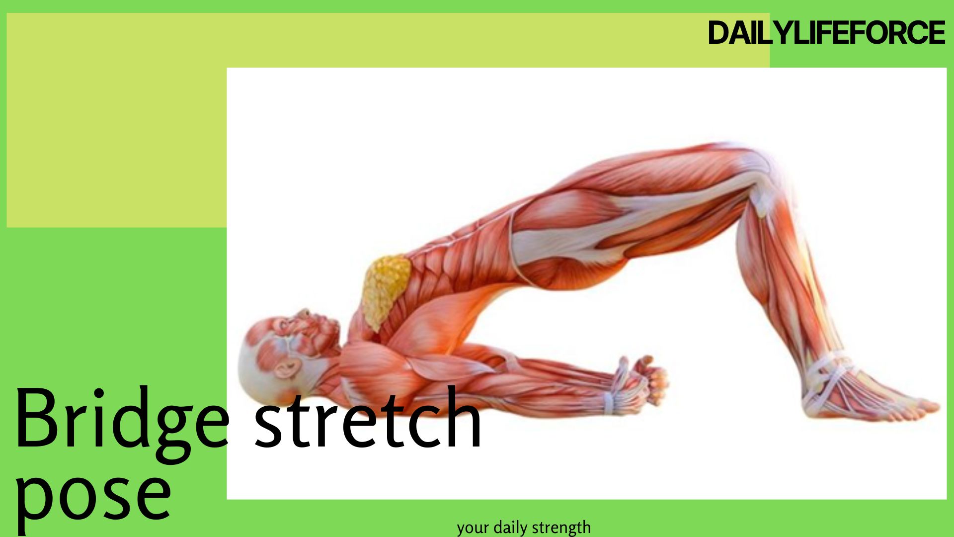 Stretching Exercises for Flexibility
