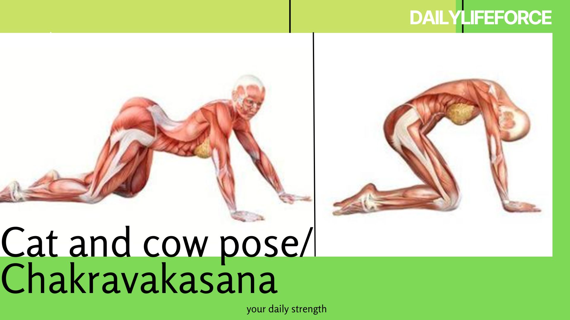 Cat and cow pose